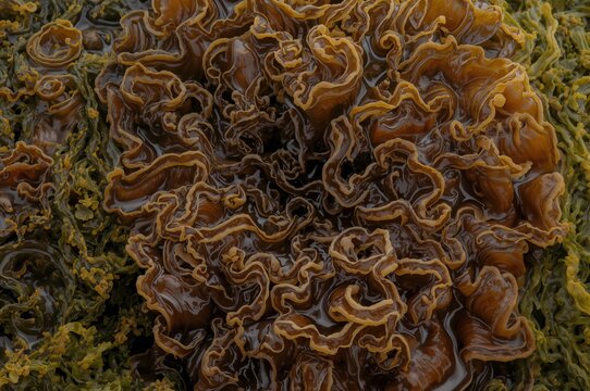 Close-up macro texture of damp kelp seaweed surface
