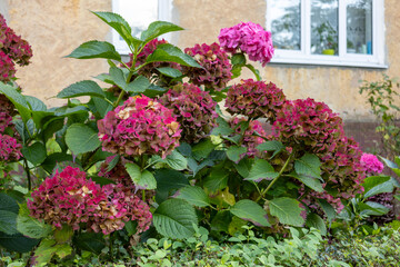 Pink and burgundy hydrangea flowers growing in garden near residential building wall in daylight.