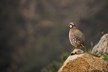 Red-legged partridge (Alectoris rufa), also known as a French partridge in the mountains of Madeira, Portugal. 