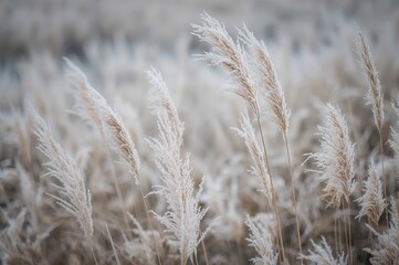 Fototapeta premium Blurred bokeh backdrop featuring frosty Cortaderia selloana plants and dry reeds in a boho aesthetic. Ice patterns on early frost. Observing nature.