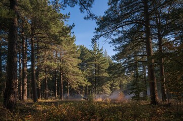 Fototapeta premium Scenic pine tree landscape at a serene glen