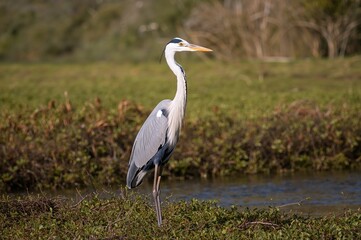 Obraz premium Heron with a White Neck in a Coastal Habitat