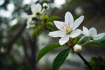 Fototapeta premium Elegant White Peacock Flower Blossoming in a Lush Garden