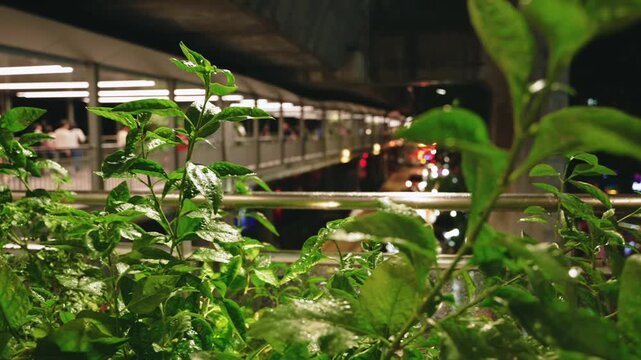 Green plants growing along skywalk in Bangkok with night city traffic in background