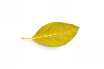 Fototapeta premium Single turmeric leaf on a plain white backdrop