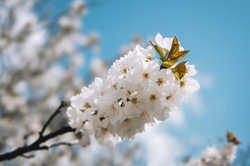 Obraz premium Springtime cherry blossom white flowers against a clear sky, isolated on natural background