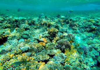 Vibrant underwater scene of a coral reef teeming with marine life. The reef features various coral