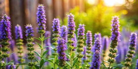 Obraz premium Aromatic Hyssop Blooms in a Rustic Garden, herbs, herbs, herbs, herbs, flower field, landscape, nature