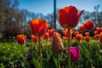 Obraz premium Colorful Tulips Flourishing in the Garden
