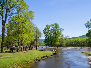 Tuul River, Mongolia © Stock Photos 2000