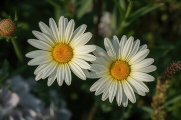 Fototapeta premium A Pair of White and Yellow Daisies