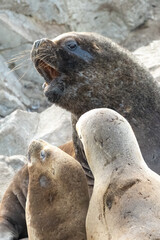 Fototapeta premium South American Sea Lions (Otaria flavescens) aslo known as Patagonian sea lion or southern sea lion fighting in Tierra del Fuego, Argentina.