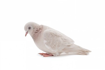 White pigeon against a plain white backdrop