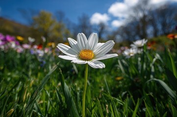 Bright white flower flourishing under full sun in the garden