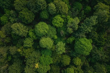 Fototapeta premium Bird's-eye perspective of dense woodland highlighting eco-friendly technology themes, featuring sustainable innovations and environmental changes. Ultra HD 4K footage.