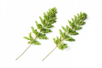 Pair of arborvitae foliage against a plain backdrop
