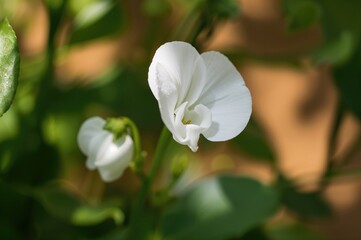 Obraz premium Plant with white sweet pea blossoms
