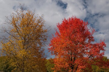 Fototapeta premium Two colorful fall trees tower beneath a gray sky, one adorned with yellow-green foliage and the other showcasing vivid orange and red colors.