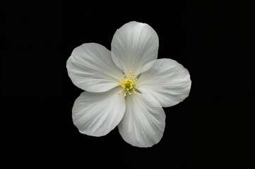 Fototapeta premium White kalia bloom against a dark backdrop with negative space - Botanical, nature, and color concept