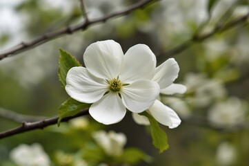 Fototapeta premium Close-up of blooming white dogwood flowers