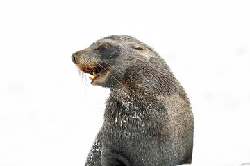 A closeup of an Antarctic Fur Seal (Arctocephalus gazella) with mouth open against a white...