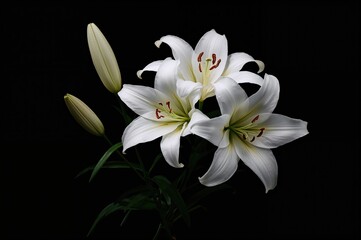 Fototapeta premium White lilies against a dark backdrop
