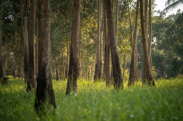 Obraz premium Portrait shot of scattered tree trunks surrounded by dense green grass