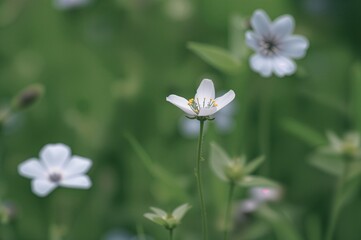 White blossoms of Kalimeris incisa against a soft blue floral backdrop