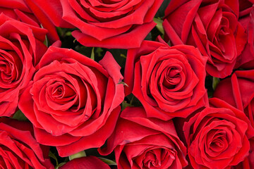 Red roses forming a close-up background, symbolizing love and romance