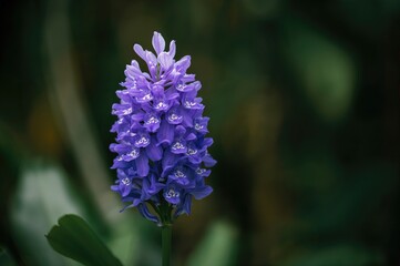 Vanda coerulea, also called blue orchid or autumn lady's tresses, flourishing in a misty cloud forest garden by the water