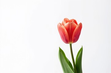 Fototapeta premium Single tulip against a plain white backdrop