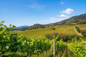 Terraced Vineyard Overlooking a Scenic Valley