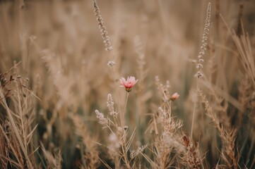 Natural elegance with dry plants and floral designs, isolated on a colorful background