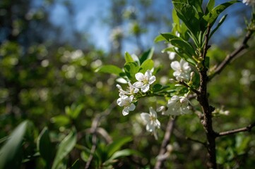 Close-up of tiny white blossoms on a shrub during spring