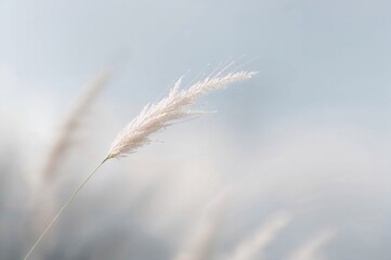 Blurred background with a white grass bloom