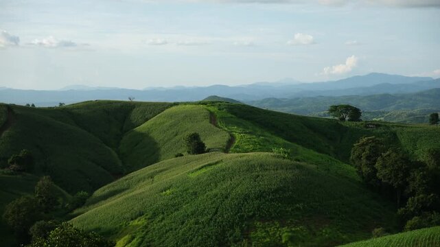 Mountains and corn field in Phrae, Thailand