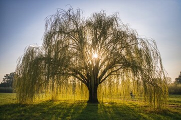 A lone weeping willow standing in an open meadow