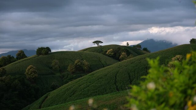 Mountains and corn field with flying dragonfly in Phrae, Thailand