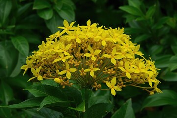 The vibrant yellow blossoms of Ashoka ixora are stunning