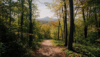 Obraz premium The serpentine trail ascending to the summit of Mount Mitchell