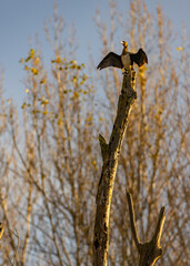 Cormorant drying wings on a dead tree in Ocseny