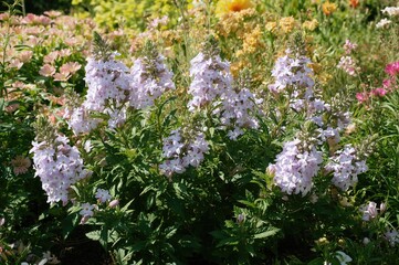 Obraz premium Beautiful blooming phlox during the summer season in the garden