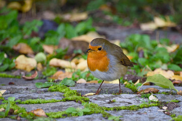 European robin standing on a path holding a berry in its beak
