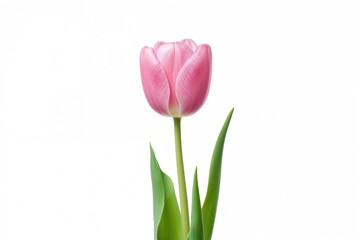 Fototapeta premium Beautiful Tulips from the Lily Family (Liliaceae) on a White Background with Clipping Path