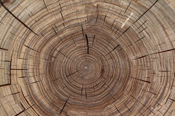Fototapeta premium Cross-section of a cut tree trunk