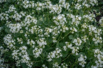 Delicate white blossoms of aquatic Nasturtium officinale