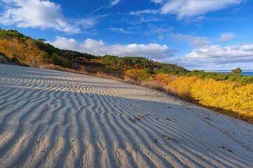 Fototapeta premium Autumnal sand hills in a coastal region of East Asia