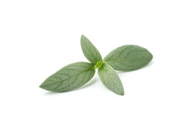 Fresh sage foliage isolated on a white backdrop
