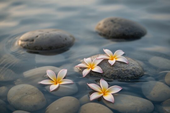 Experiencing tranquility surrounded by plumeria blossoms and smooth stones in a zen-inspired water setting for meditation and relaxation