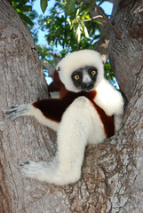 lemur on tree from Madagascar